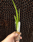 Brassavola nodosa 'Panama Soiree' orchid blooming size Fragrant