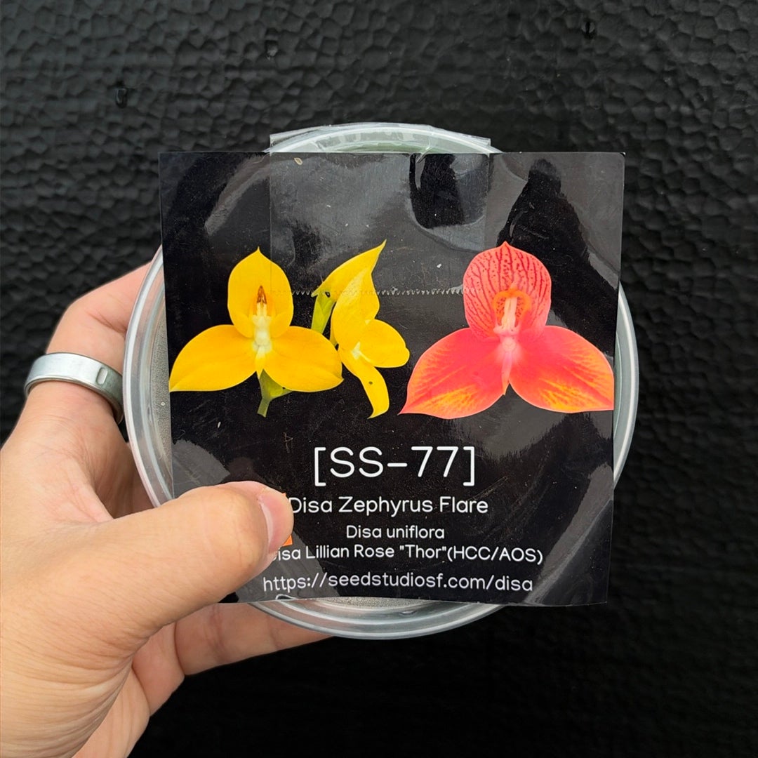 [SS-77] Disa Zephyrus Flare Flask by Seed Studio® RARE orchids