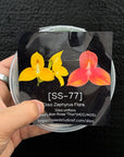 [SS-77] Disa Zephyrus Flare Flask by Seed Studio® RARE orchids