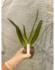 Paphiopedilum moquetteanum Rare collector orchid blooming size