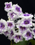 Streptocarpus [Romance] | Year-Round Blooms |  African Violet-Like SEED STUDIO®