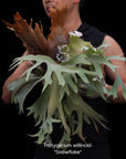 Platycerium willinckii "Snowflake" RARE tropical plants US Seller SEED STUDIO®