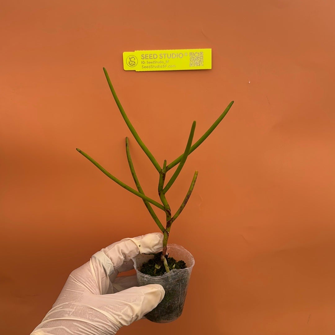 Papilionanthe teres Rare collector orchid