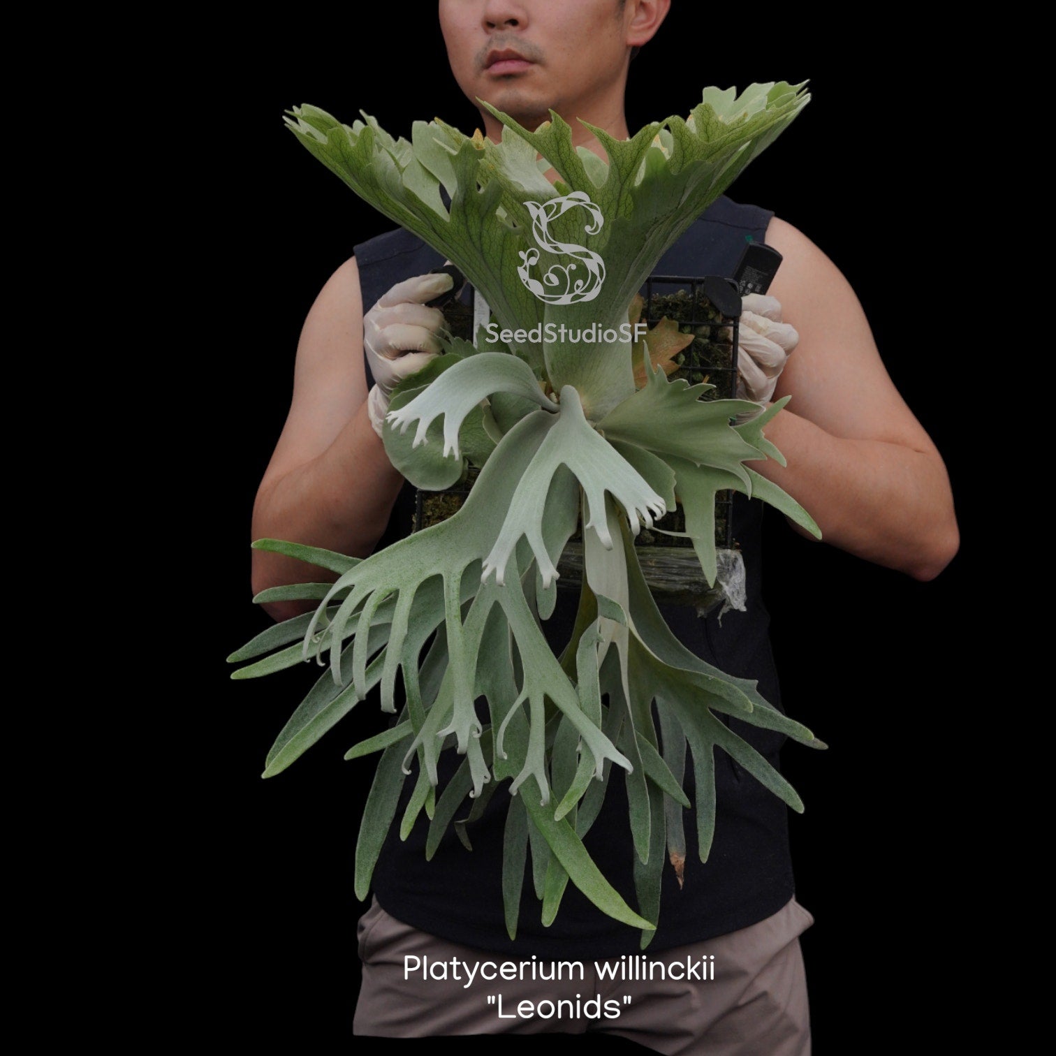 Fern Collections – SEED STUDIO COLLECTIONS