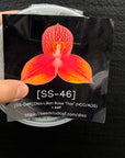 [SS-D46] Disa Lillian Rose Thor (HCC/AOS) SELF Flask by Seed Studio®