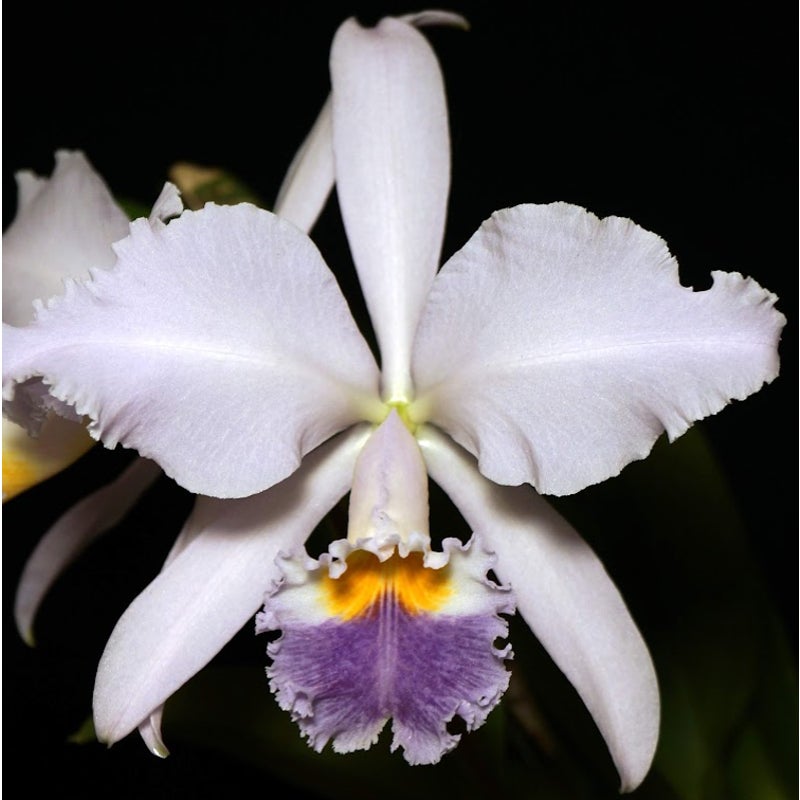 Cattleya gaskelliana coerulea Rare collector orchid blooming size