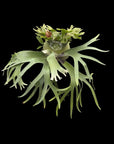 Platycerium "SS Foong" pup RARE tropical plants SEED STUDIO®