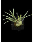 Platycerium  RARE tropical plants SEED STUDIO®