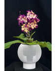 Streptocarpus [DS-2176 | DS-Bomboane] | Year-Round Blooms |  African Violet-Like SEED STUDIO®