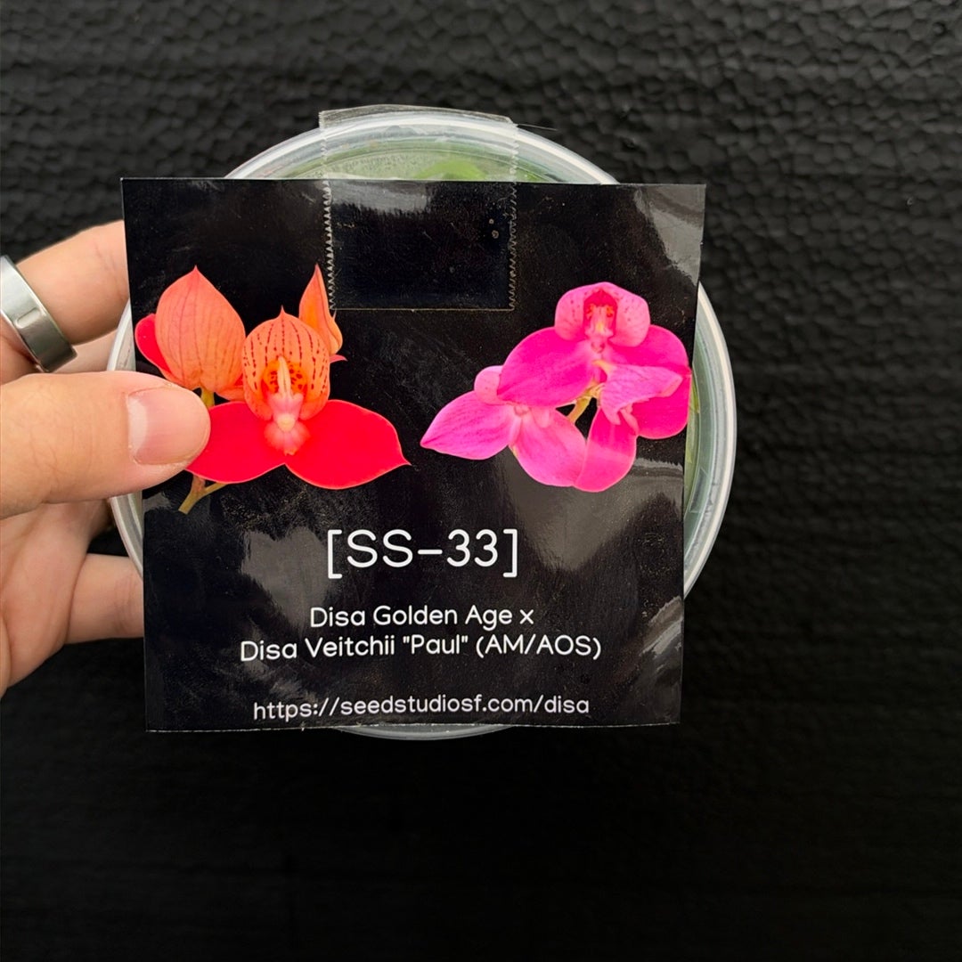 [SS-33] Disa Golden Age x Disa Veitchii "Paul (AM/AOS) Flask by Seed Studio®