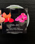 [SS-33] Disa Golden Age x Disa Veitchii "Paul (AM/AOS) Flask by Seed Studio®