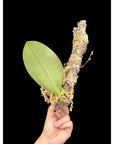 Bulbophyllum beccarii rare orchid species tropical plant