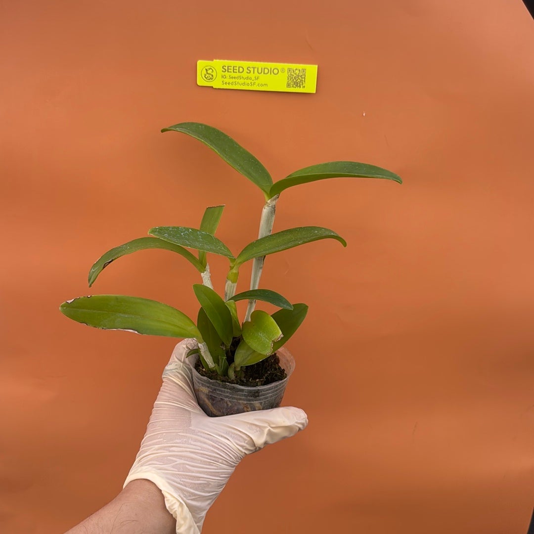 Cattleya leopoldii Rare collector orchid NBS