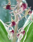 Liparis formosana variegated orchid