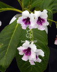 Streptocarpus [SK-2007] | Year-Round Blooms |  African Violet-Like SEED STUDIO®