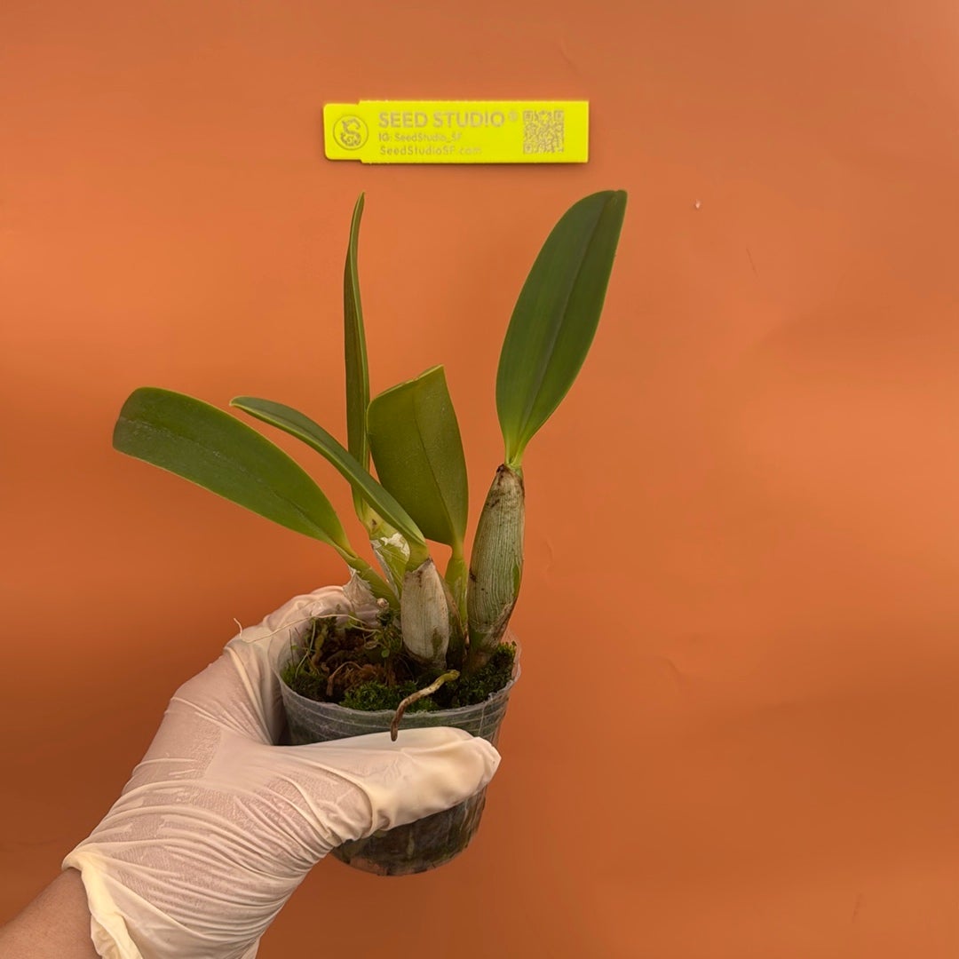 Cattleya lueddemanniana Rare collector orchid