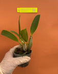 Cattleya lueddemanniana Rare collector orchid