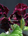 Streptocarpus [DS-1925] | Year-Round Blooms |  African Violet-Like SEED STUDIO®