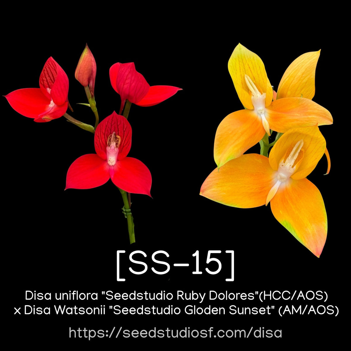 [SS-15]Disa Riëtte Seedling — Rare Collector Orchid | Seed Studio® Breeding Line