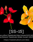 [SS-15]Disa Riëtte Seedling — Rare Collector Orchid | Seed Studio® Breeding Line