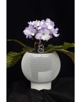 Streptocarpus [DS-2004 | DS-Little Man] | Year-Round Blooms |  African Violet-Like SEED STUDIO®