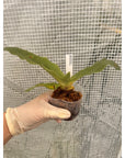 Paphiopedilum primulinum Rare collector orchid blooming size