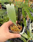 Copied - Platycerium willinckii "Celso" (OG) medium RARE tropical plants SEED STUDIO®