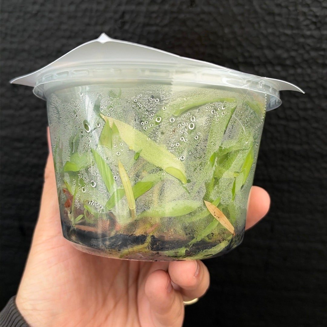 [SS-74] Disa uniflora "Eugene" x Disg uniflora "Seed Studio Lemon Light" (HCC/AOS) Flask by Seed Studio®