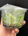 [SS-74] Disa uniflora "Eugene" x Disg uniflora "Seed Studio Lemon Light" (HCC/AOS) Flask by Seed Studio®