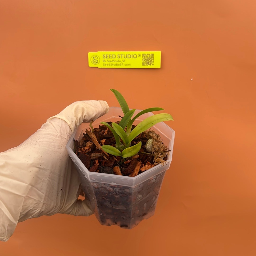 Broughtonia sanguinea aurea Rare collector orchid blooming size