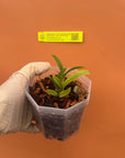 Broughtonia sanguinea aurea Rare collector orchid blooming size