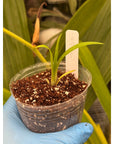 Disa Auratkew RARE Collector Orchid