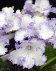 Streptocarpus [DS-2004 | DS-Little Man] | Year-Round Blooms |  African Violet-Like SEED STUDIO®