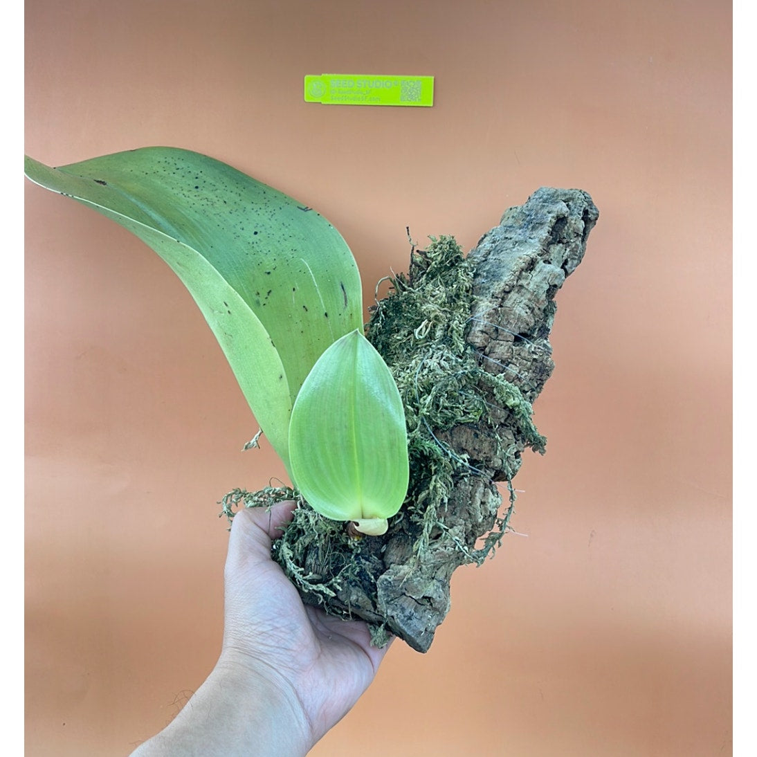 Bulbophyllum beccarii Rare collector orchid blooming size