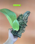 Bulbophyllum beccarii Rare collector orchid blooming size