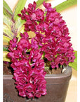 Rhynchostylis gigantea 'Red' Rare collector orchid blooming size