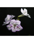 Streptocarpus [UA-Lord] | Year-Round Blooms |  African Violet-Like SEED STUDIO®