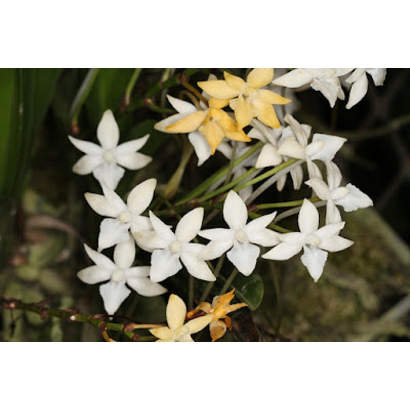 Rangaeris muscicola Rare collector orchid