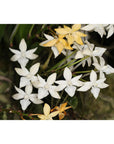 Rangaeris muscicola Rare collector orchid