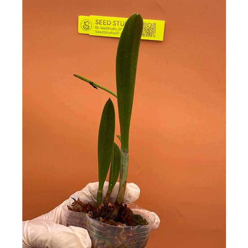Bct. Taiwan Chameleon Rare collector orchid blooming size
