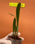 Bct. Taiwan Chameleon Rare collector orchid blooming size