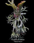 Platycerium willinckii 'Yellow Moon' RARE US seller SEED STUDIO®