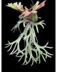 Platycerium willinckii "Java" SPORE RARE tropical plants SEED STUDIO®