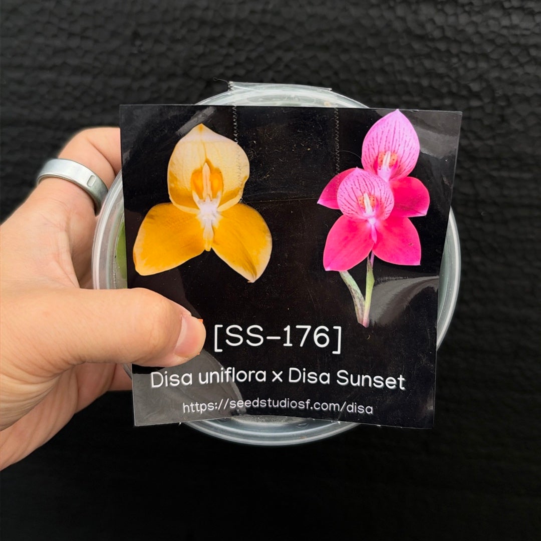 [SS-176] Disa uniflora x Disa Sunset Flask by Seed Studio®
