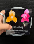 [SS-176] Disa uniflora x Disa Sunset Flask by Seed Studio®