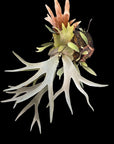 Platycerium “White Hawk” (OG) RARE tropical plants SEED STUDIO®