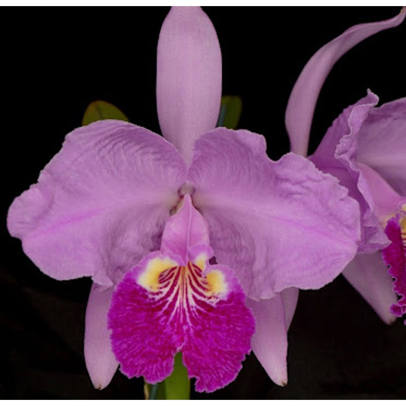 Cattleya lueddemanniana Rare collector orchid