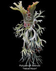 Platycerium willinckii 'Yellow Moon' RARE US seller SEED STUDIO®