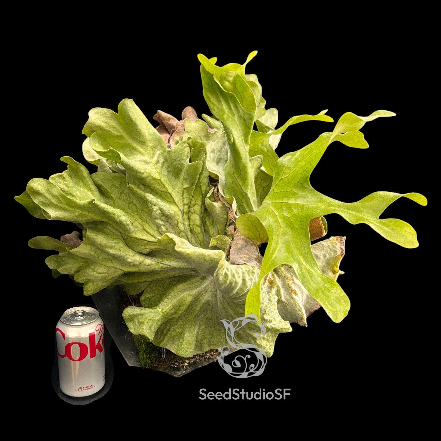 Platycerium Collections | Staghorn Ferns| US Seller – SEED STUDIO