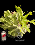 Platycerium superbum Dwarf "Cabbage" SPORE Extrem RARE tropical plants SEED STUDIO®